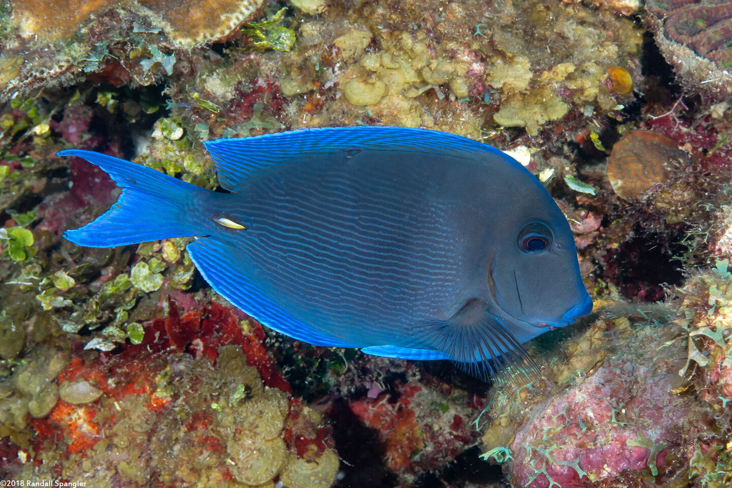 Acanthurus coeruleus (Blue Tang)