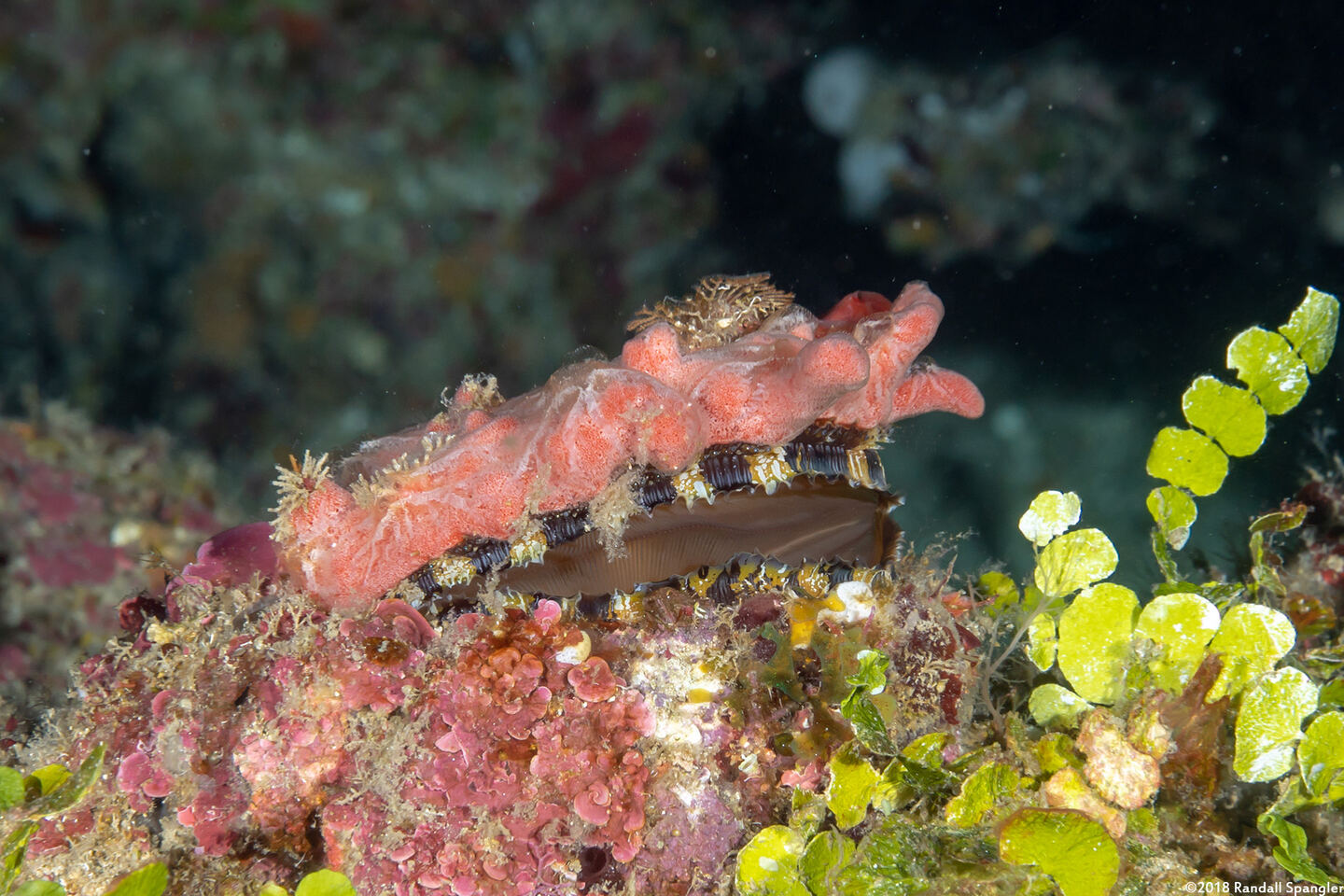 Spondylus americanus (Atlantic Thorny Oyster)