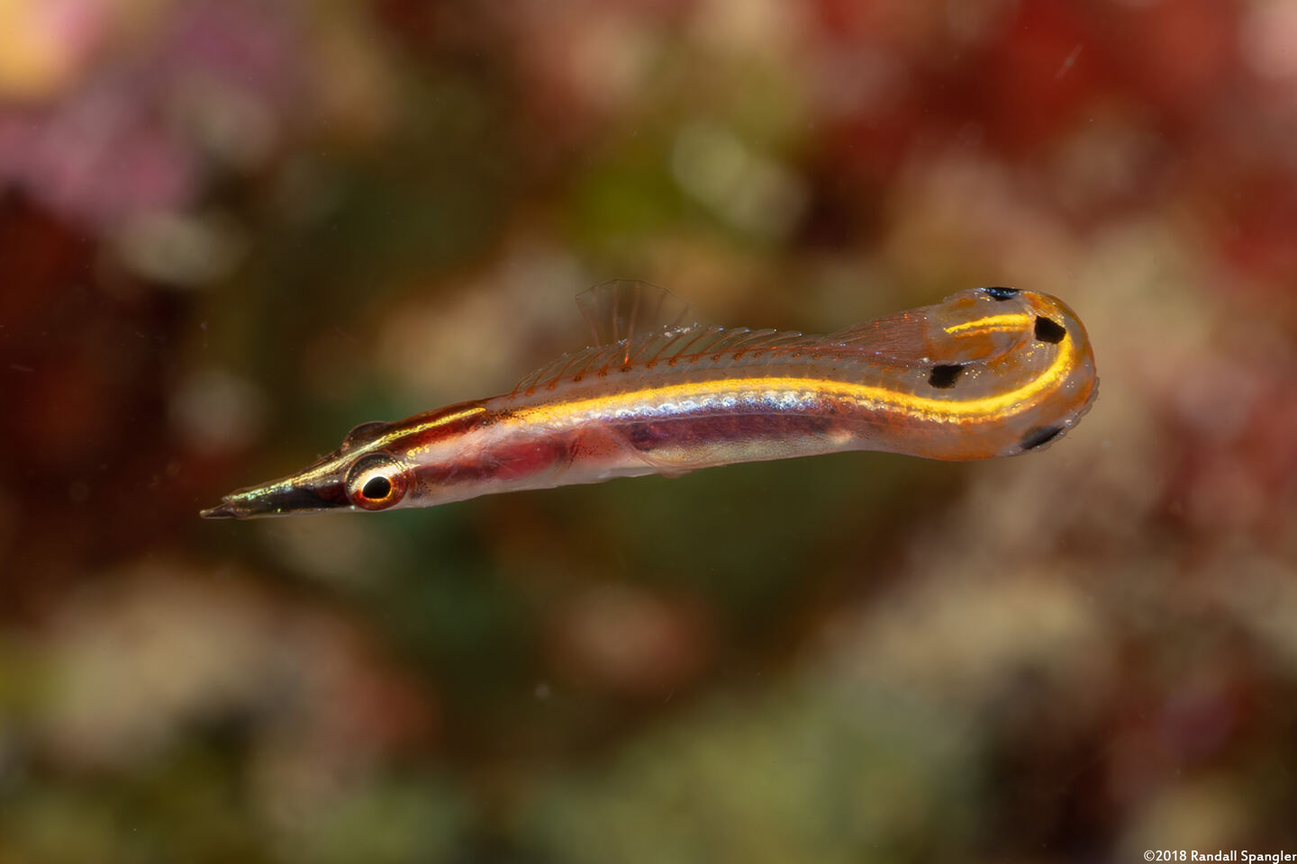 Lucayablennius zingaro (Arrow Blenny)