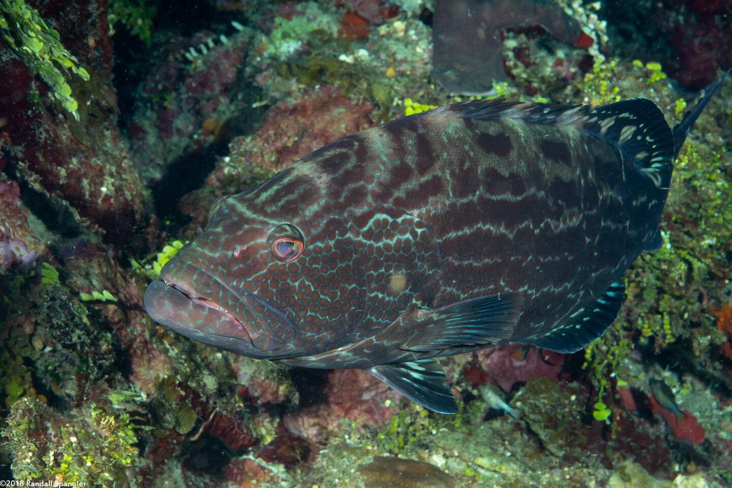 Mycteroperca bonaci (Black Grouper)