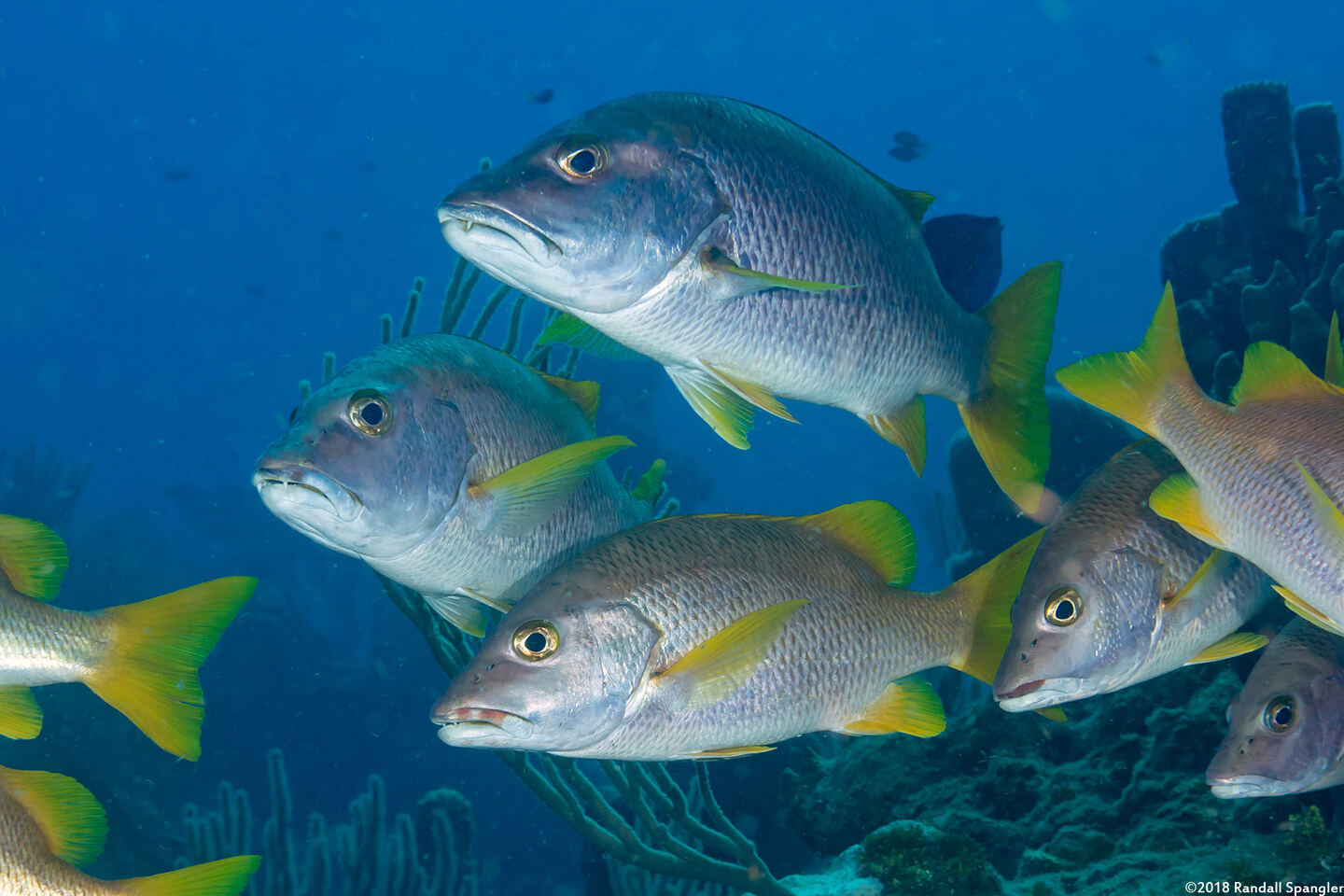 Lutjanus apodus (Schoolmaster)