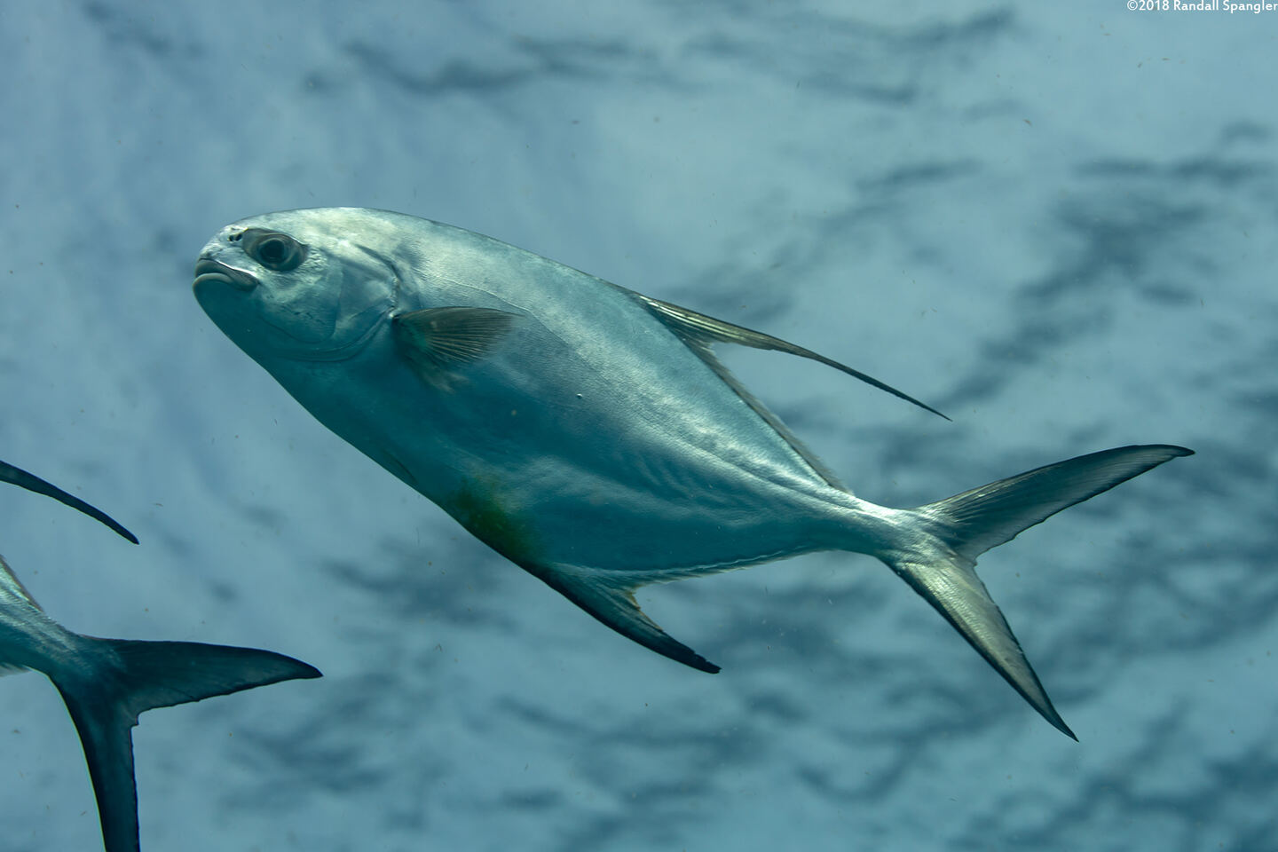 Trachinotus falcatus (Permit)