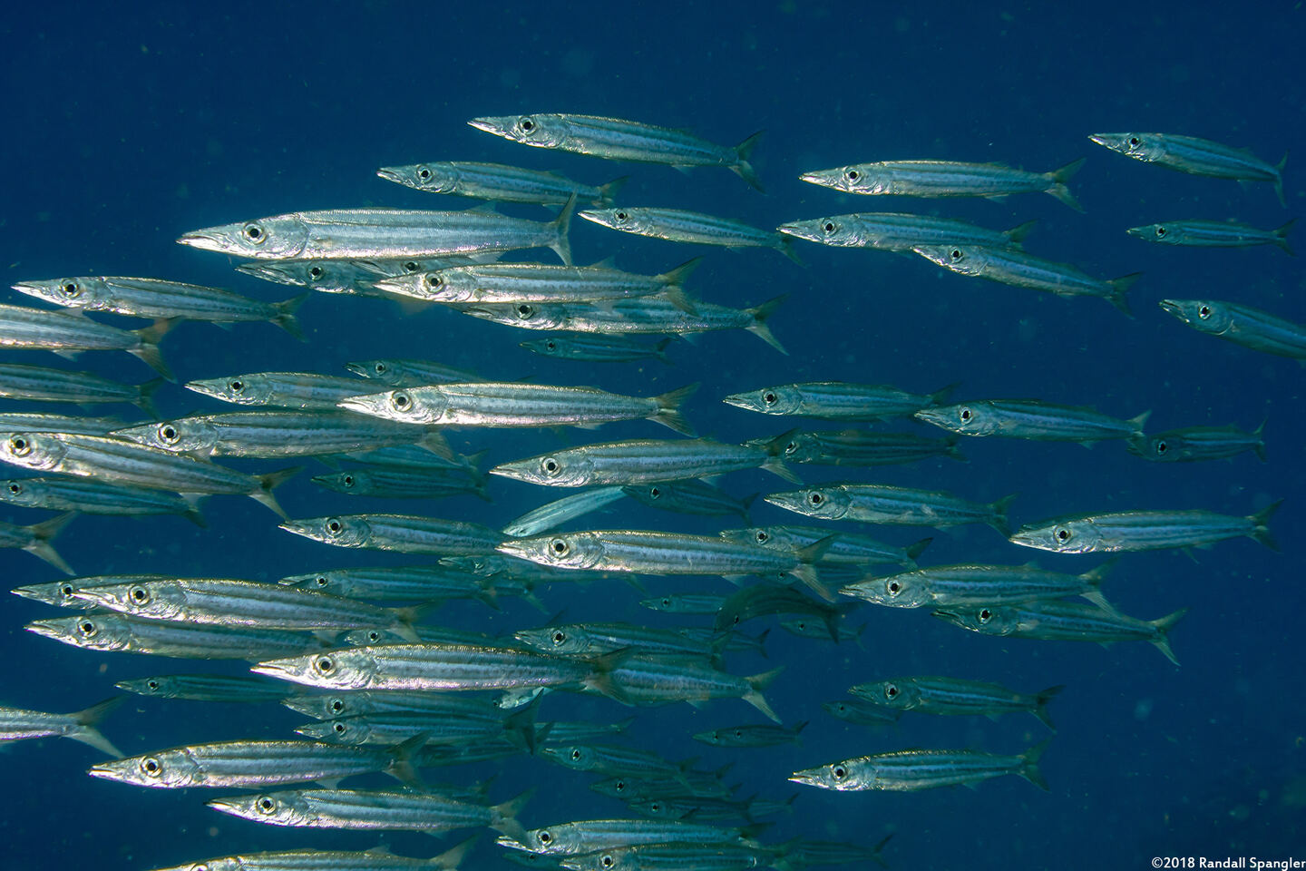 Sphyraena picudilla (Southern Sennet)