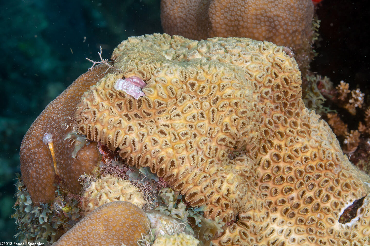 Palythoa caribaeorum (Encrusting Zoanthid)