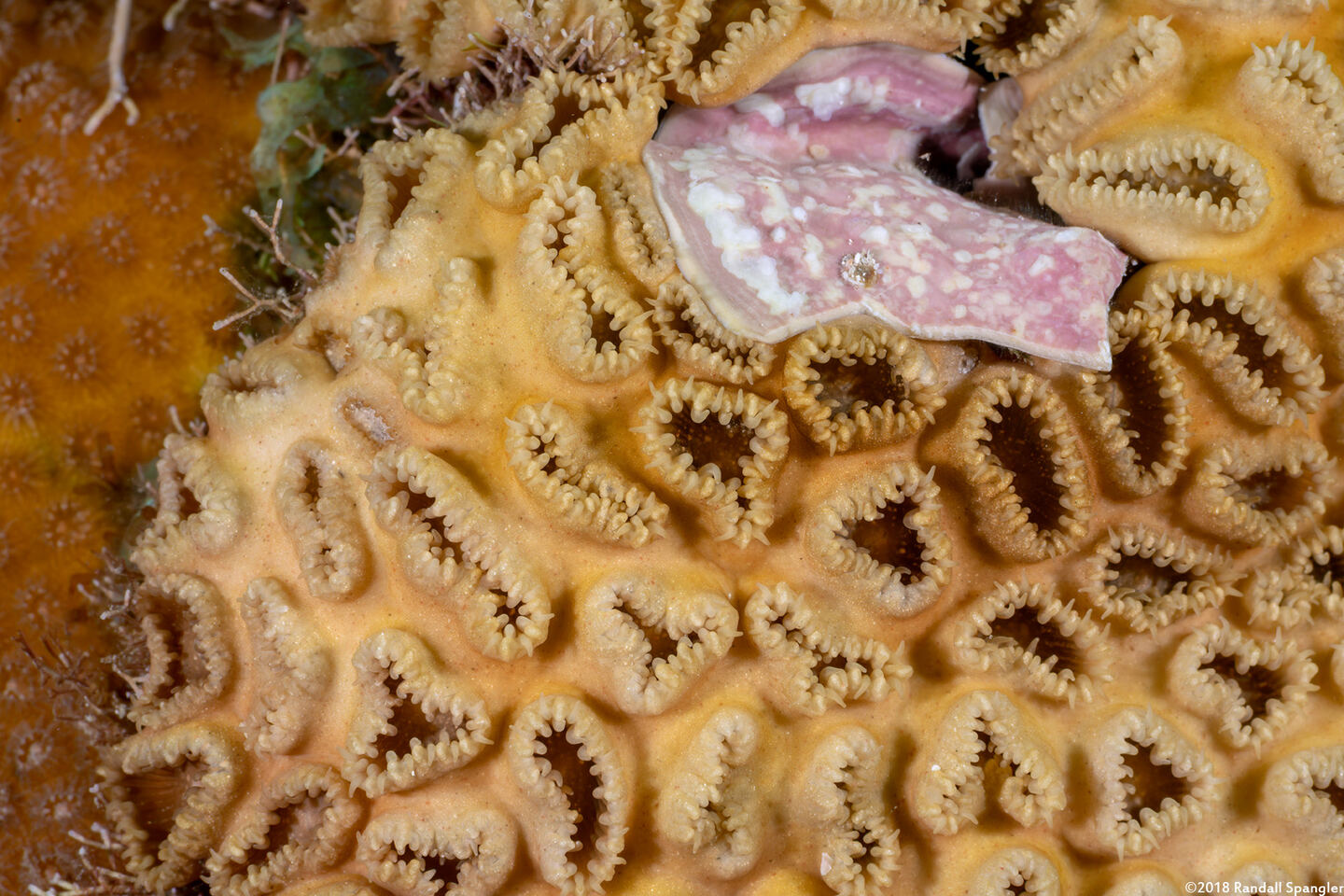 Palythoa caribaeorum (Encrusting Zoanthid)