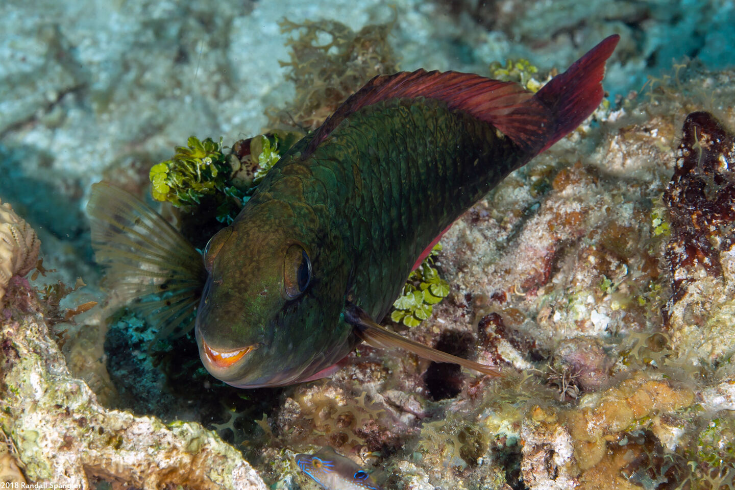 Sparisoma aurofrenatum (Redband Parrotfish)