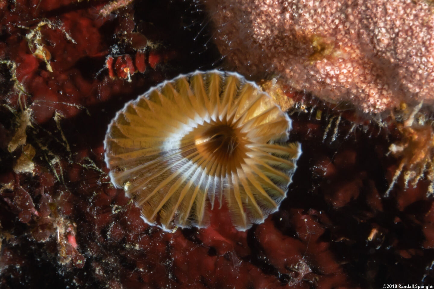Hypsicomus sp.1 (Ruffled Feather Duster)