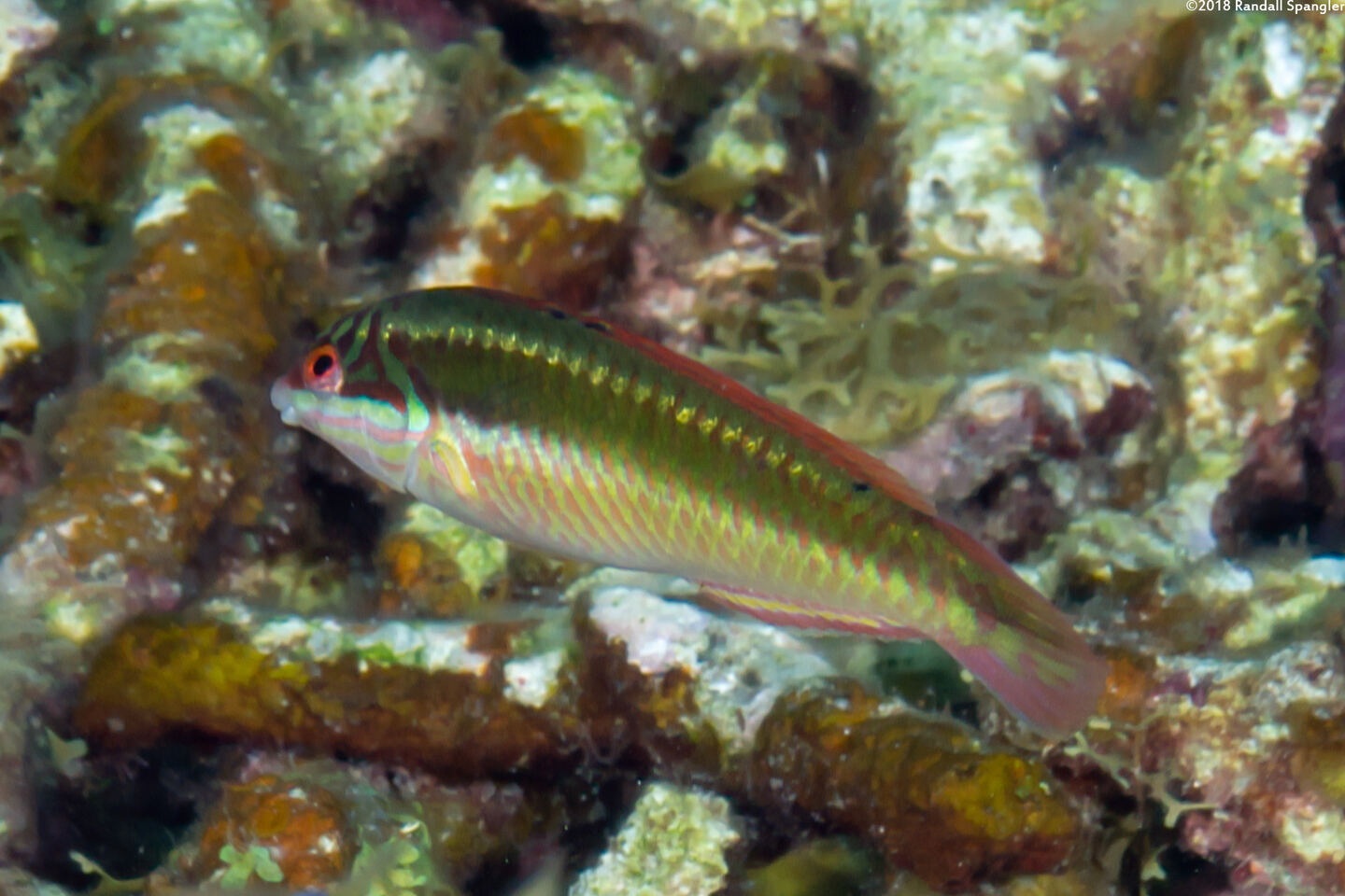Halichoeres maculipinna (Clown Wrasse)