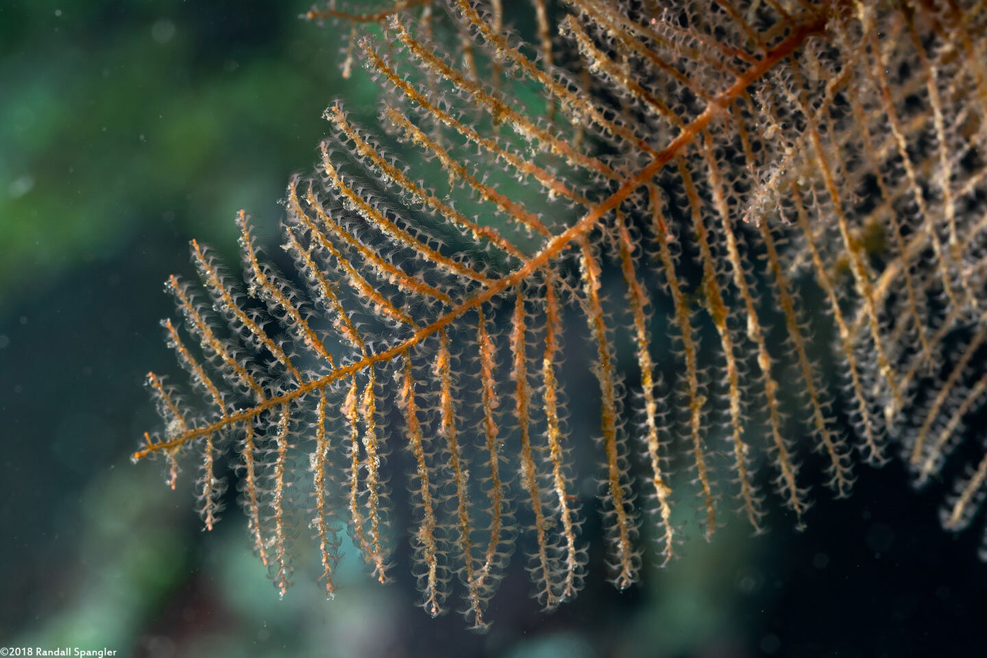 Sertularella diaphana (Branching Hydroid)