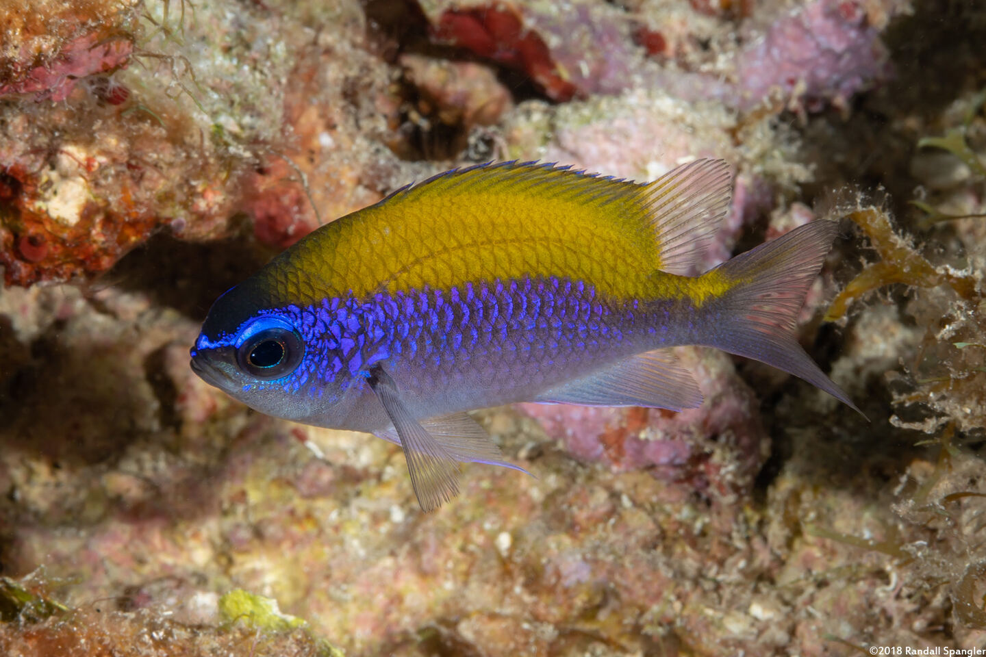 Chromis insolata (Sunshinefish)