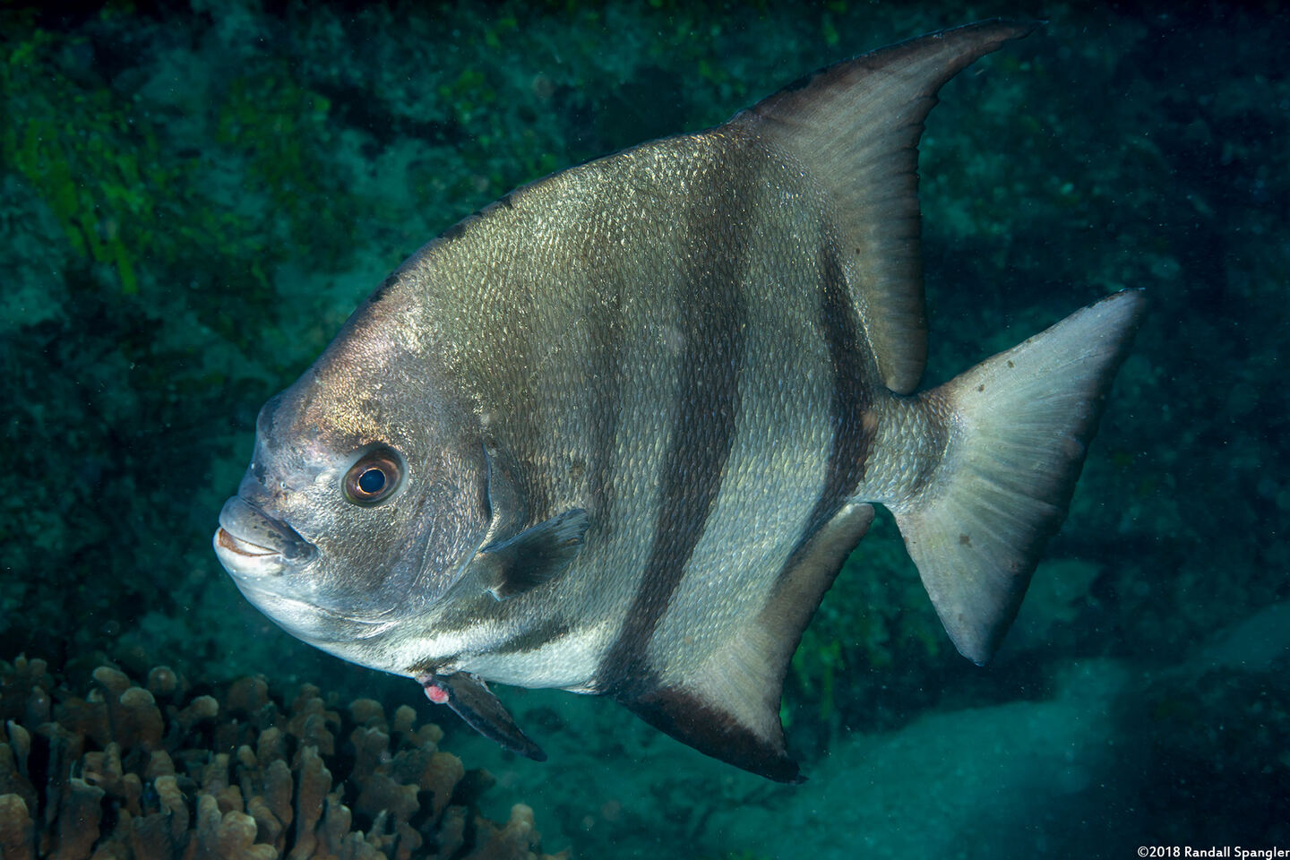 Chaetodipterus faber (Atlantic Spadefish)
