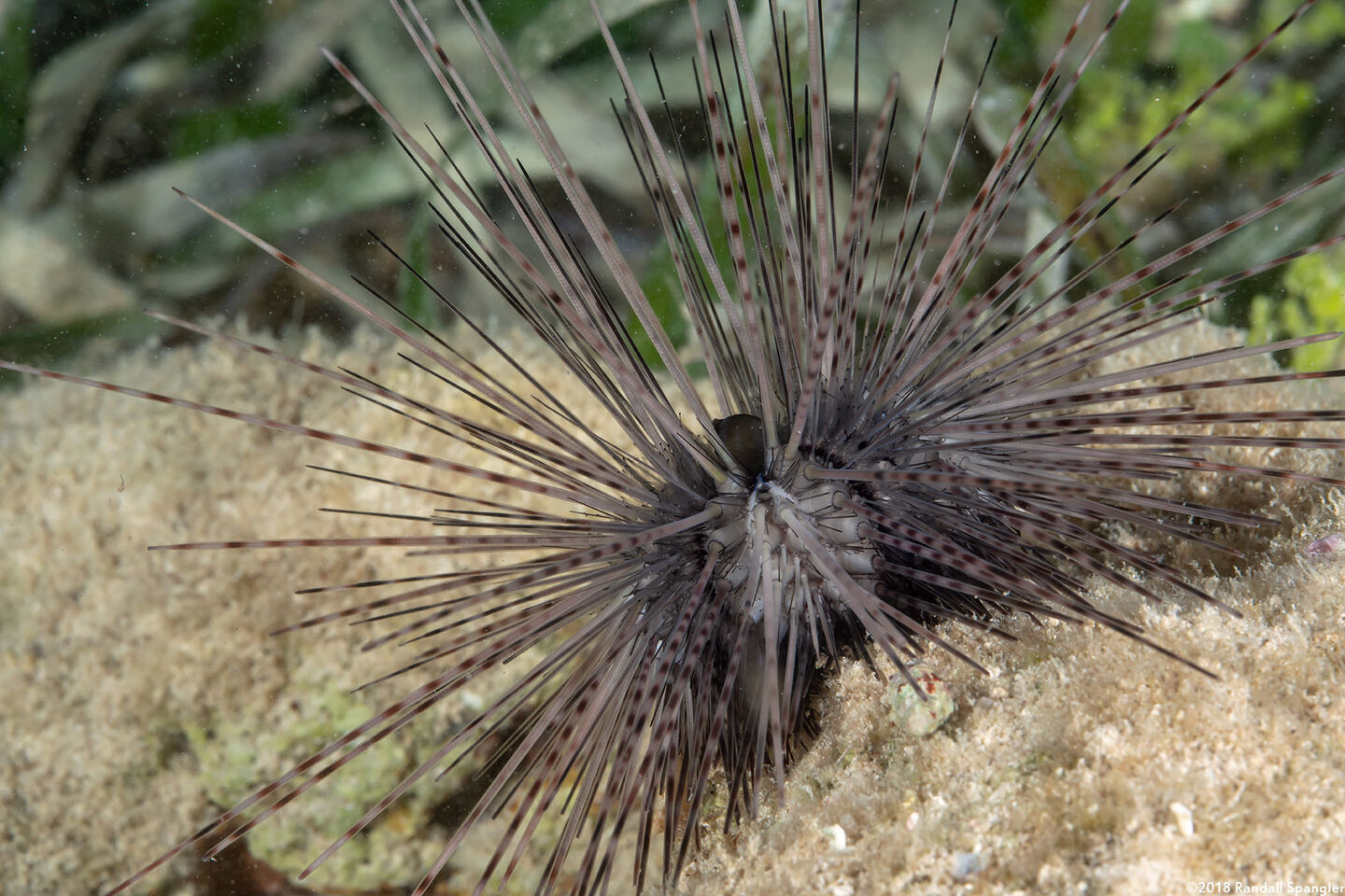 Diadema antillarum (Long-Spined Urchin)