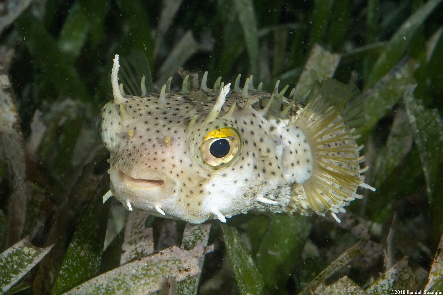 Chilomycterus antennatus (Bridled Burrfish)