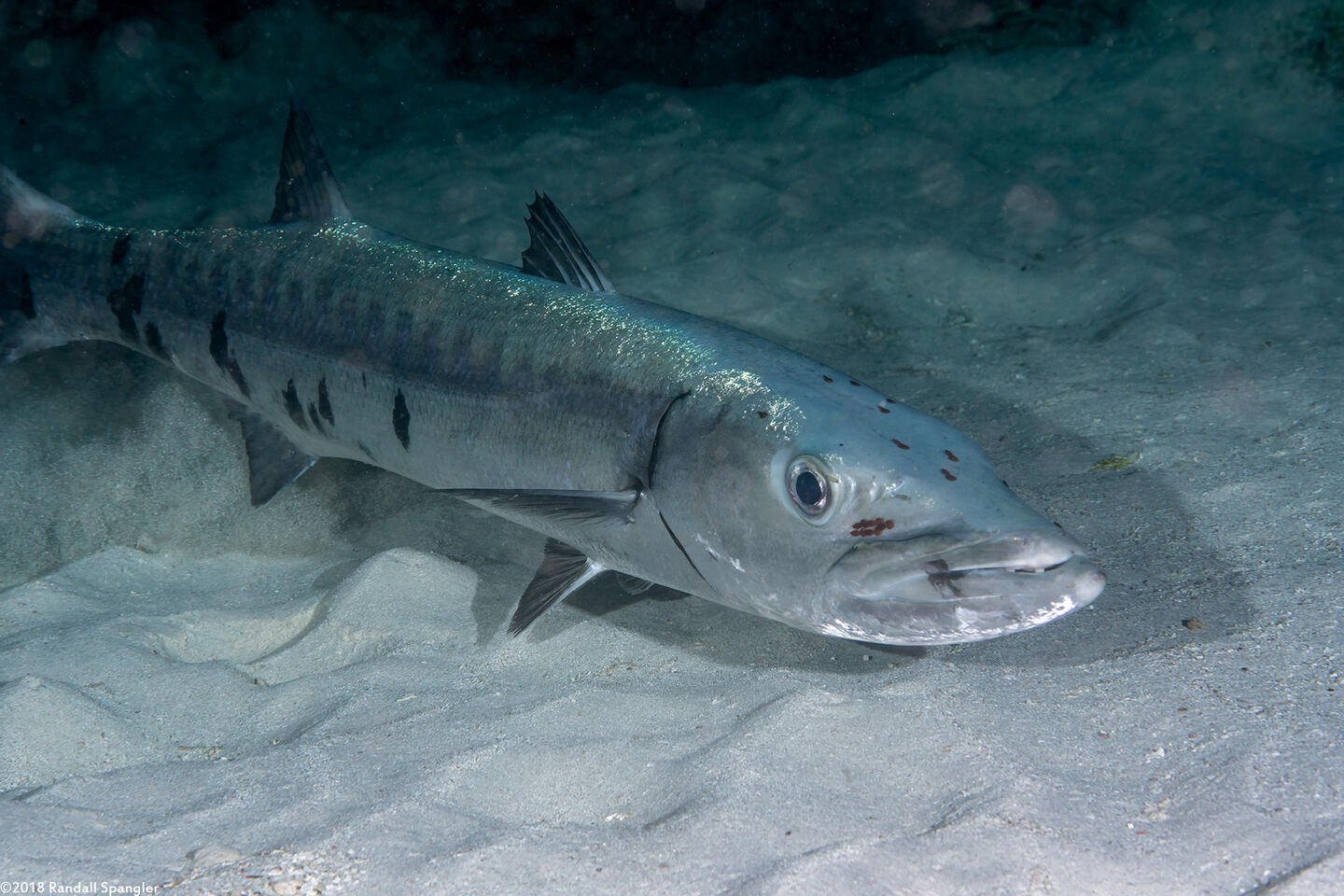 Sphyraena barracuda (Great Barracuda)