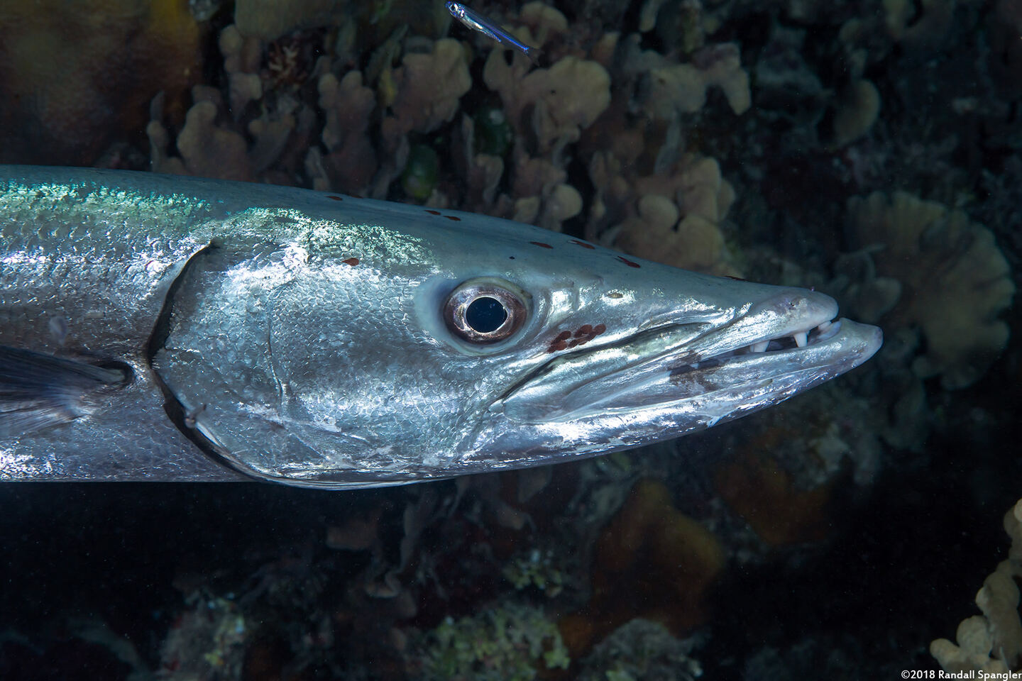 Sphyraena barracuda (Great Barracuda)