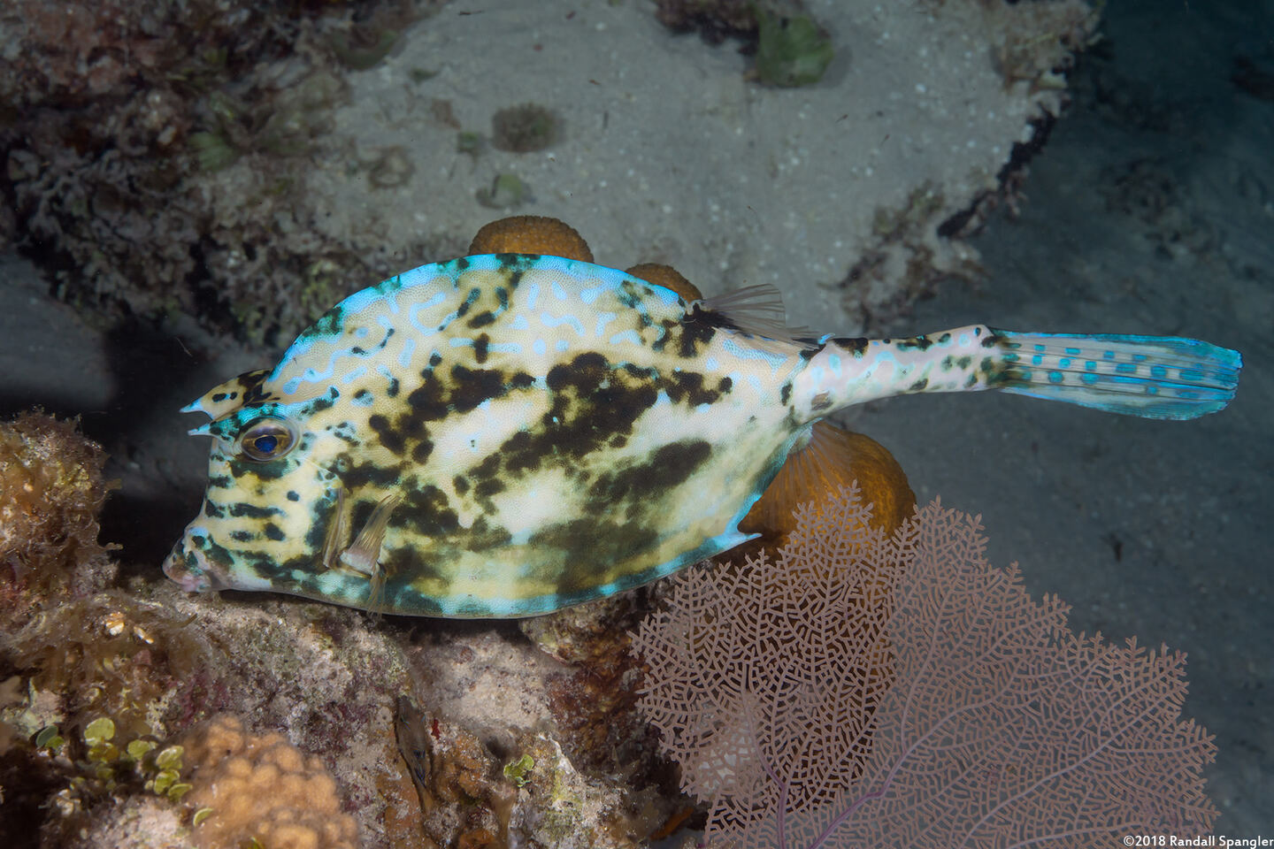 Acanthostracion quadricornis (Scrawled Cowfish)