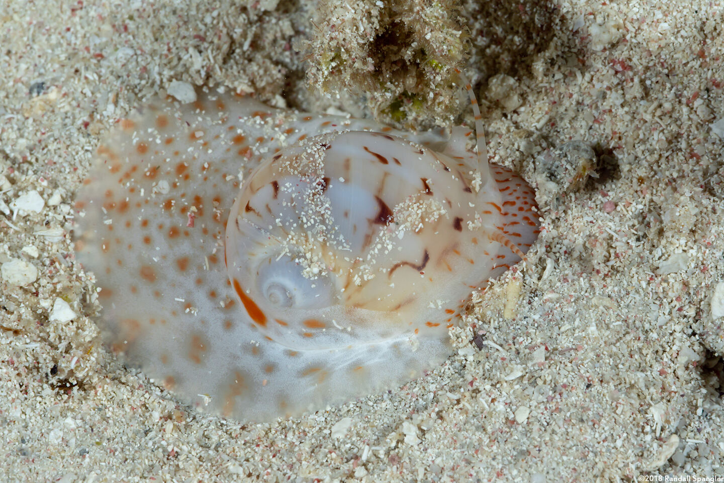 Naticarius canrena (Colorful Moon Snail)