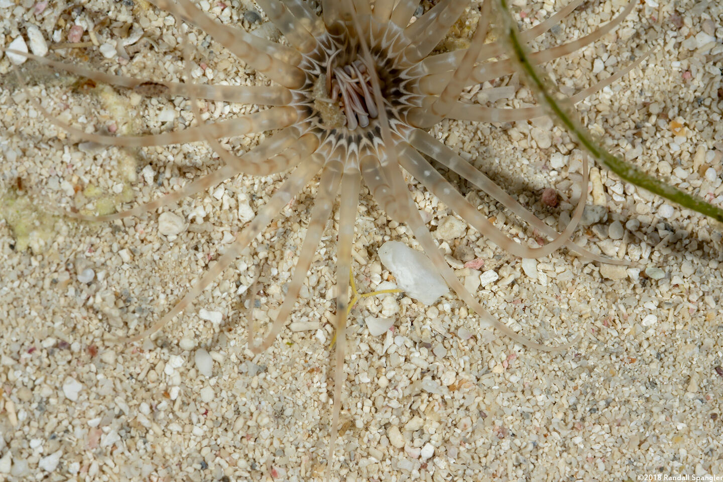 Isarachnanthus nocturnus (Banded Tube-Dwelling Anemone)