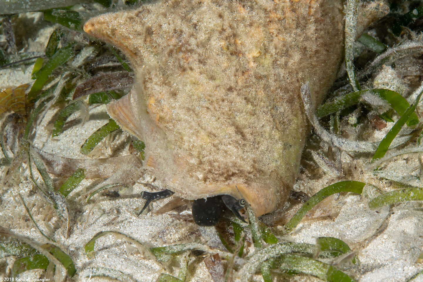 Aliger gigas (Queen Conch)