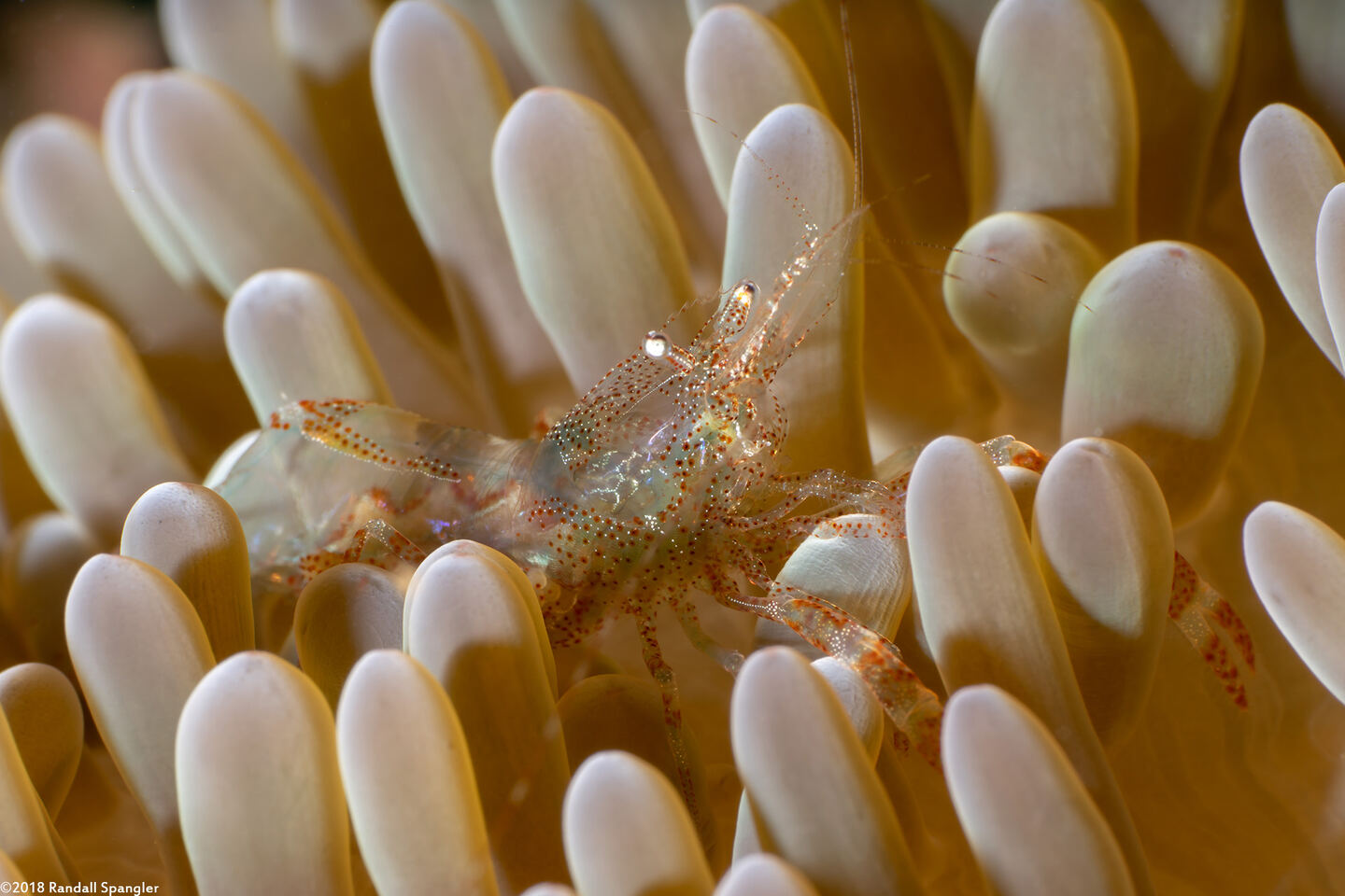 Periclimenes rathbunae (Sun Anemone Shrimp)