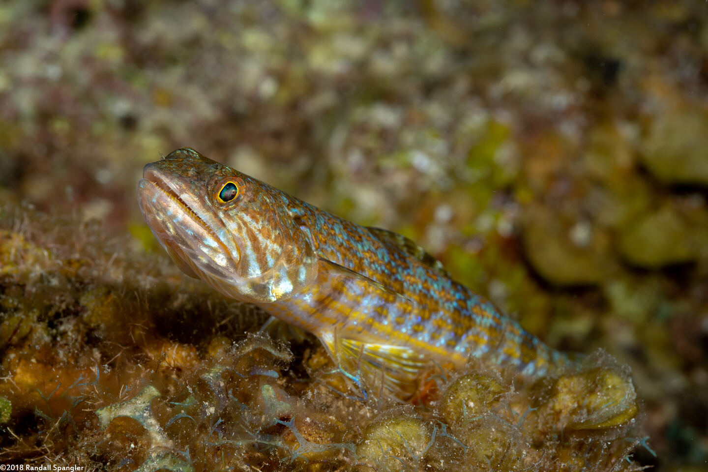 Synodus intermedius (Sand Diver)