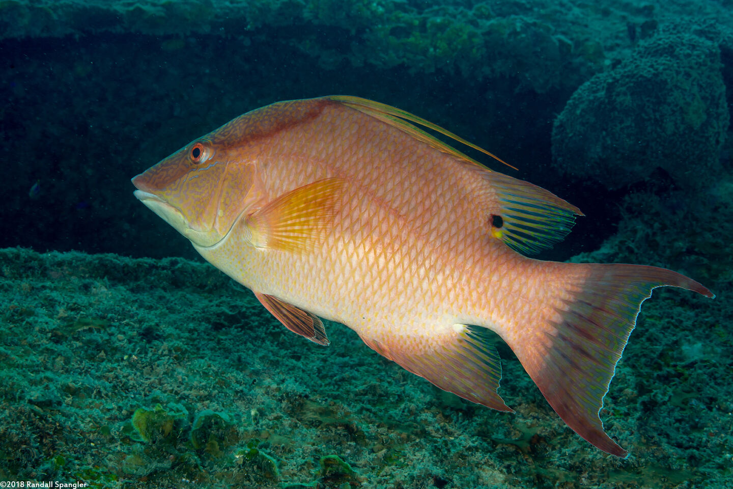 Lachnolaimus maximus (Hogfish)