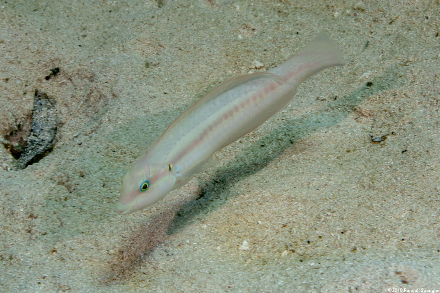 Halichoeres bivittatus (Slippery Dick)