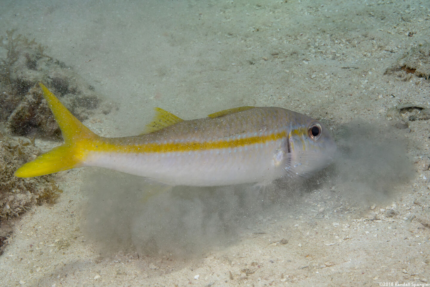 Mulloidichthys martinicus (Yellow Goatfish)
