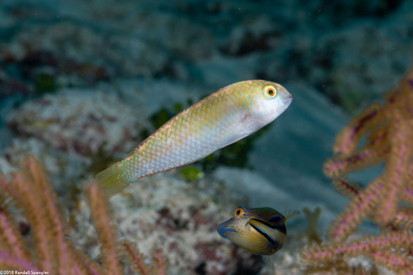 Xyrichtys martinicensis (Rosy Razorfish)