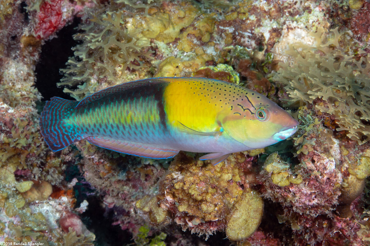 Halichoeres garnoti (Yellowhead Wrasse)