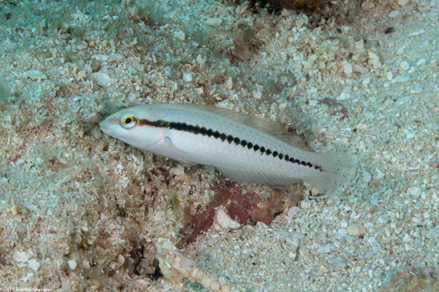 Halichoeres bivittatus (Slippery Dick)