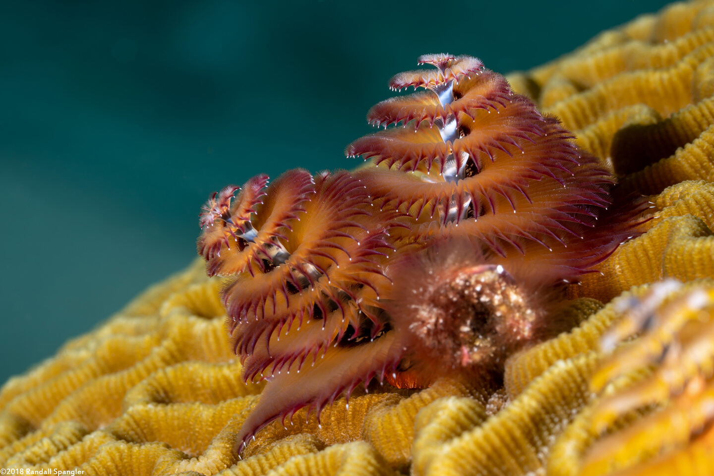 Spirobranchus giganteus (Christmas Tree Worm)