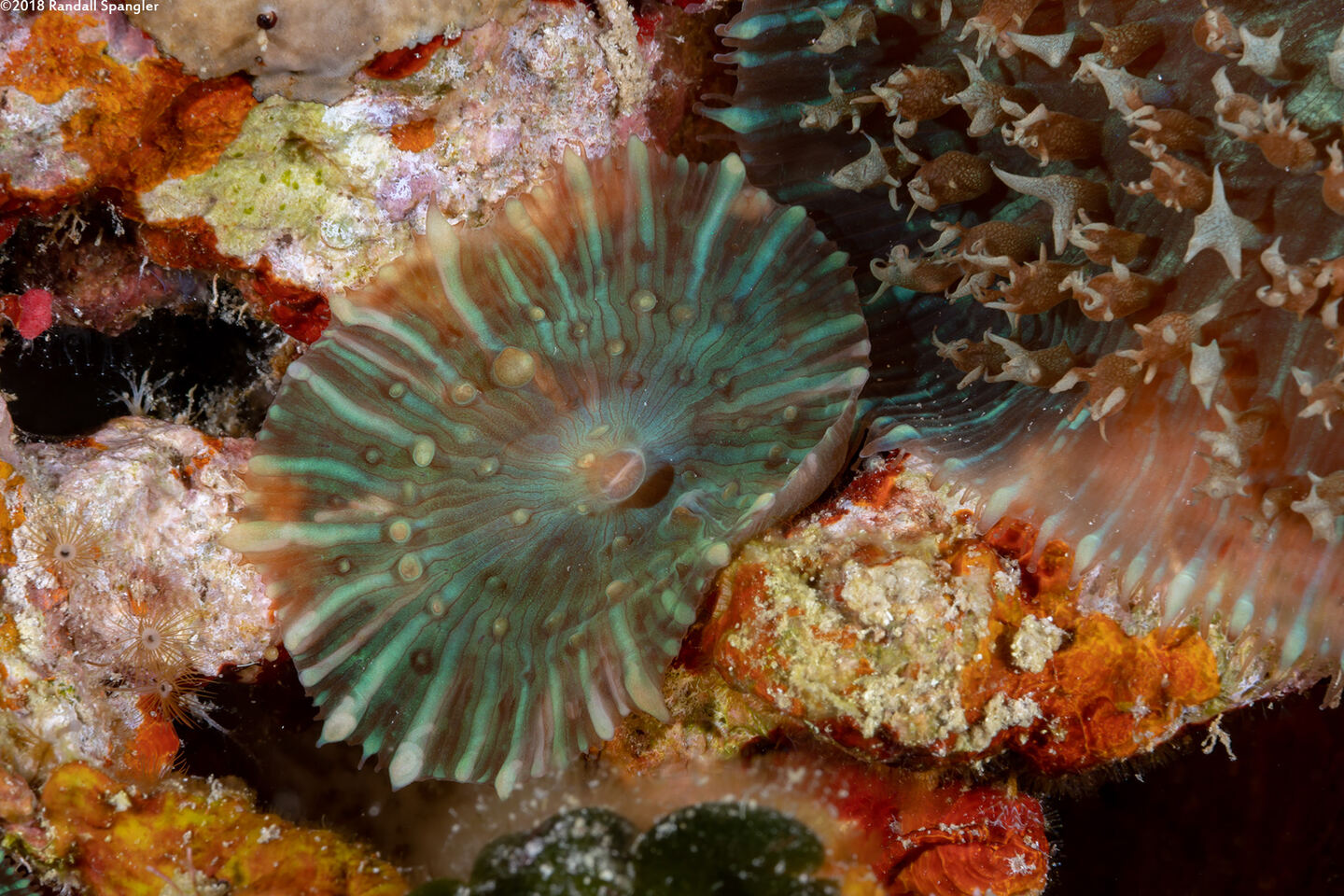 Rhodactis osculifera (Warty Corallimorph)