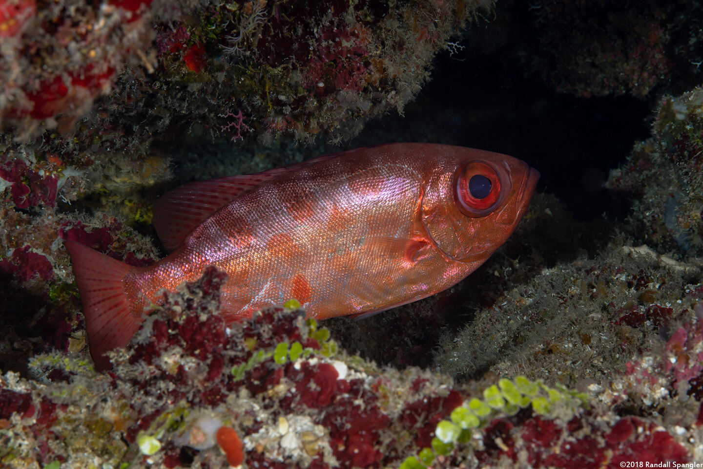 Heteropriacanthus cruentatus (Glasseye)