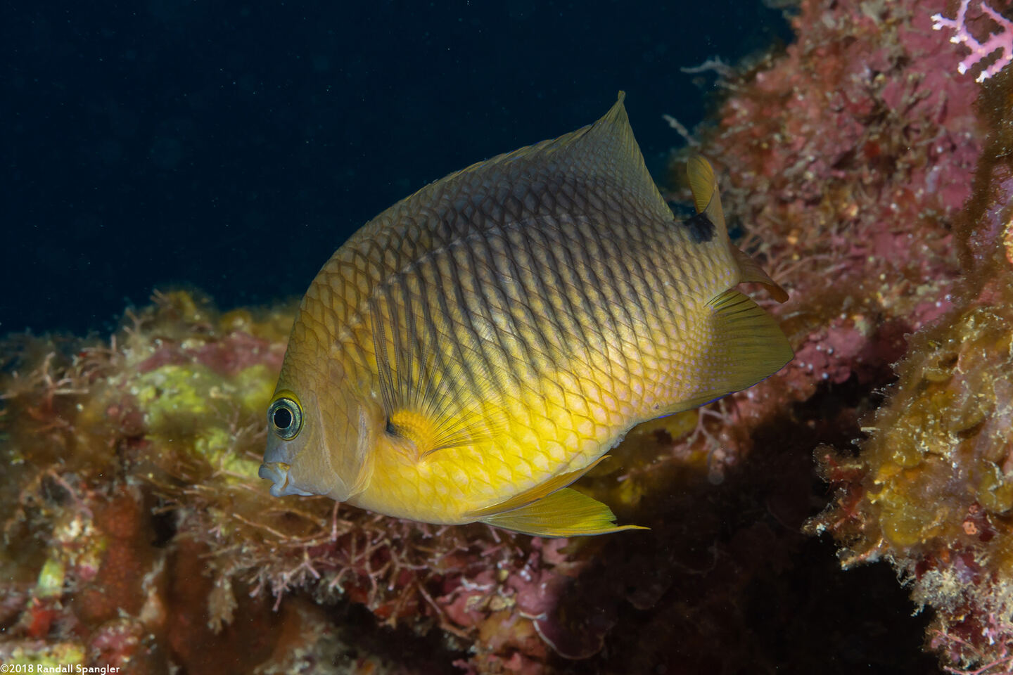 Stegastes planifrons (Threespot Damselfish)