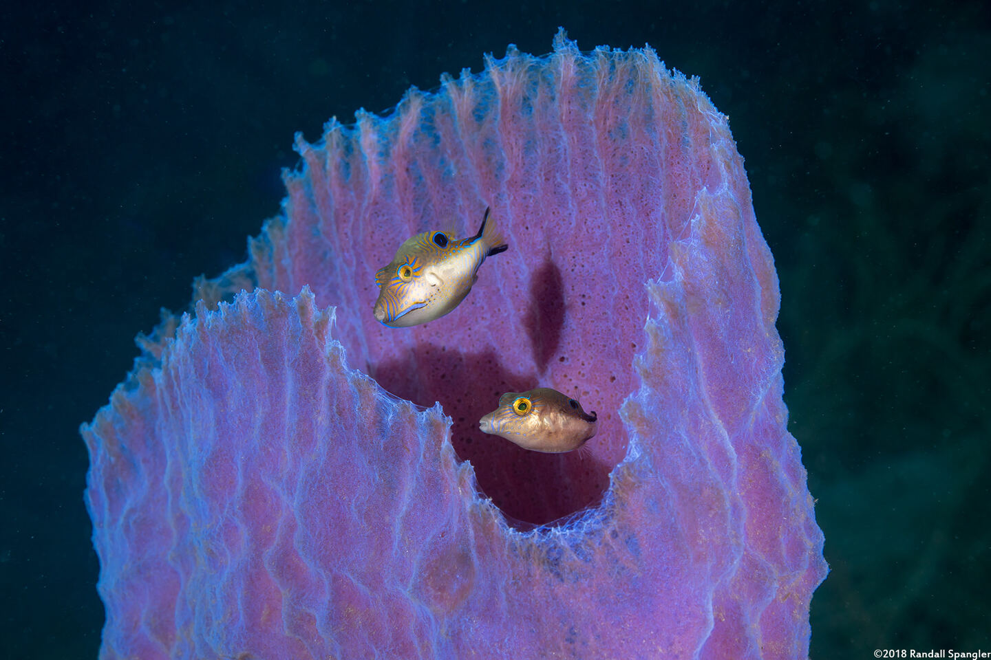 Canthigaster rostrata (Sharpnose Puffer)