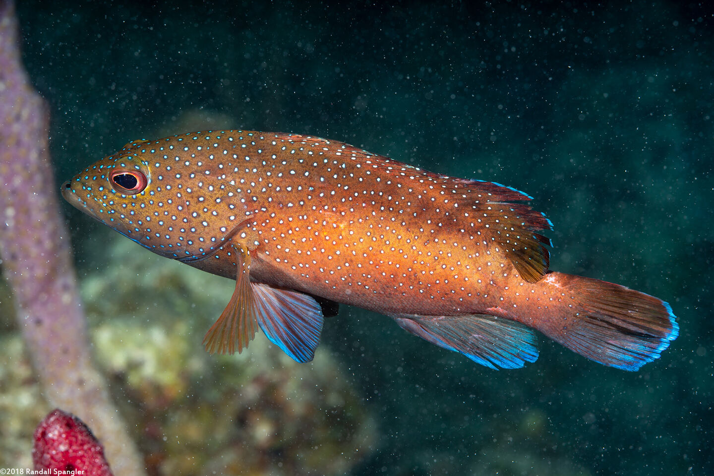 Cephalopholis fulva (Coney)