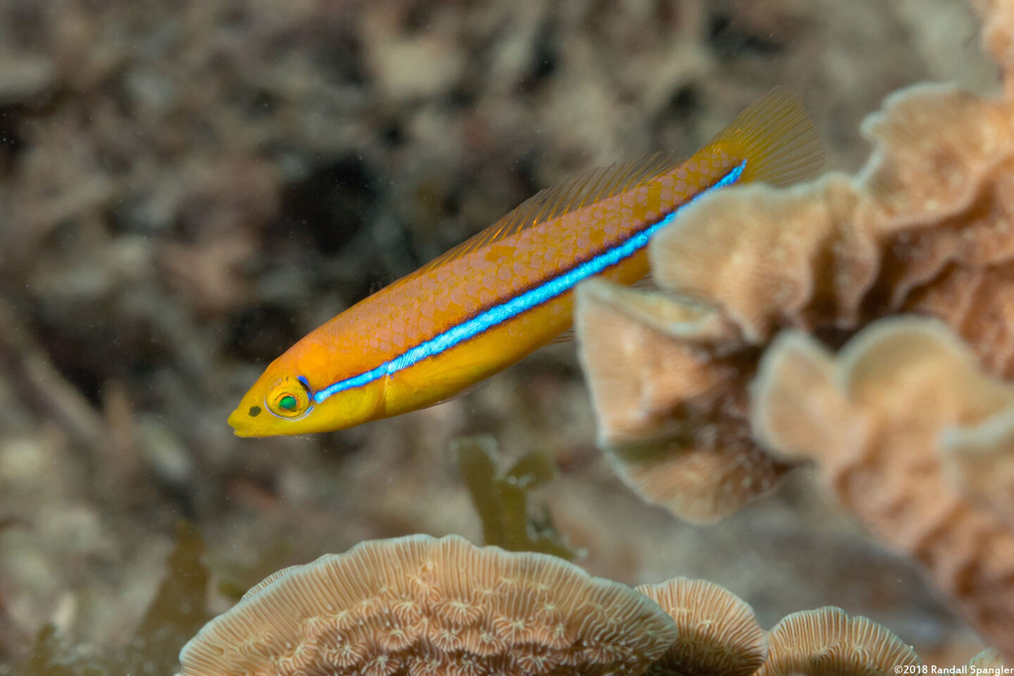 Halichoeres garnoti (Yellowhead Wrasse)