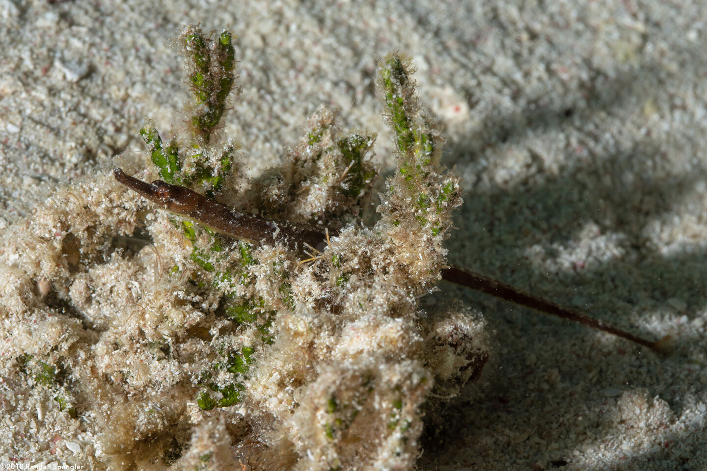 Cosmocampus albirostris (Shortfin Pipefish)