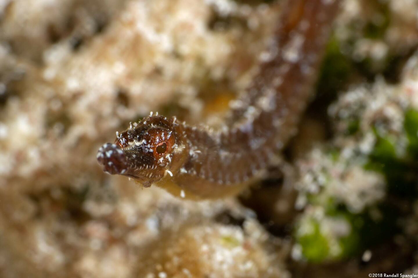 Cosmocampus albirostris (Shortfin Pipefish)