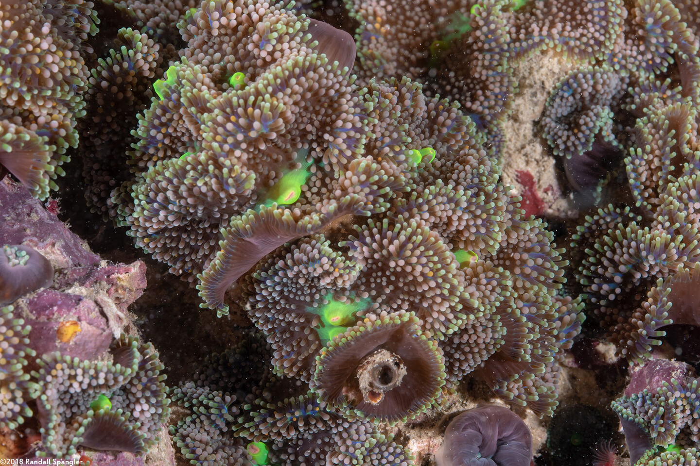 Ricordea florida (Florida Corallimorph)