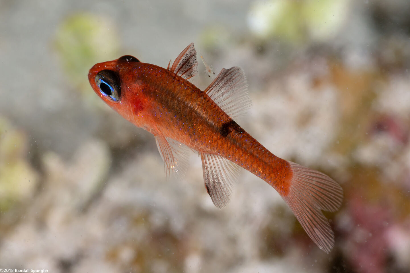 Apogon maculatus (Flamefish)