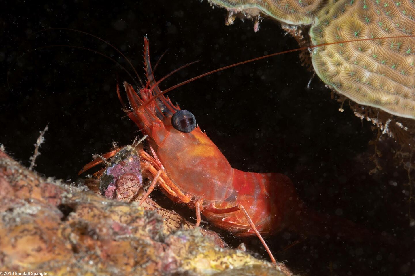 Cinetorhynchus manningi (Red Night Shrimp)