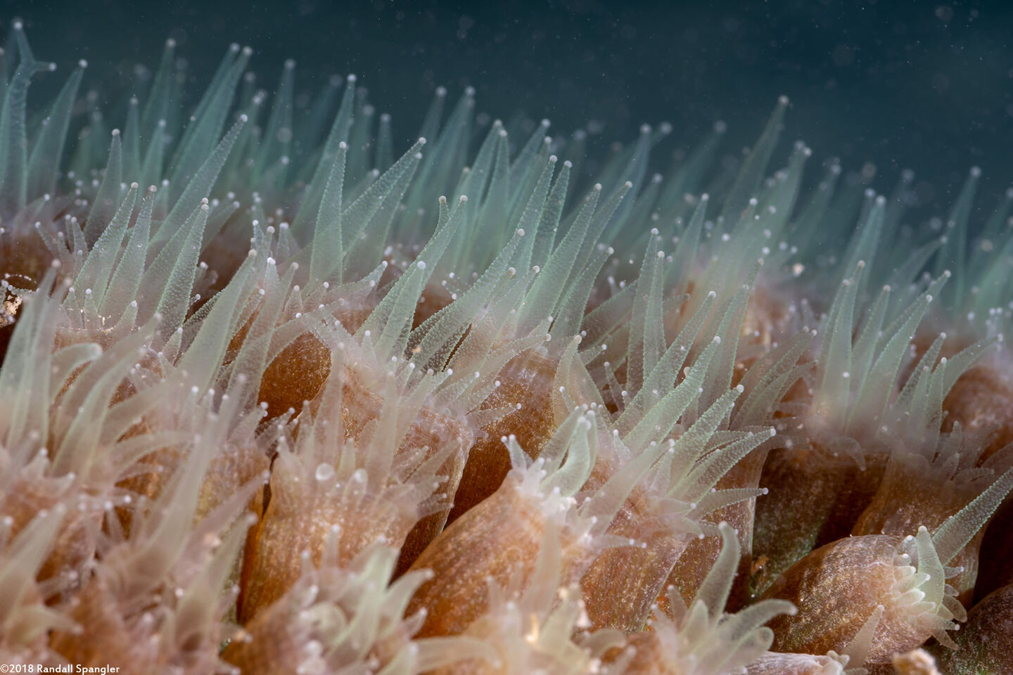 Montastraea cavernosa (Great Star Coral)