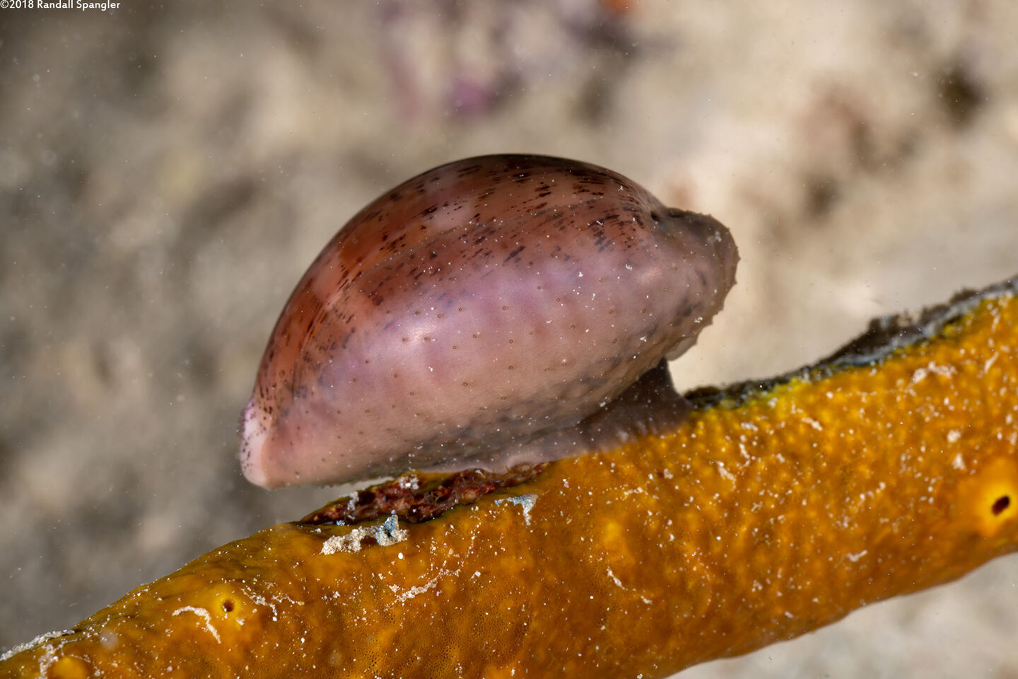 Luria cinerea (Atlantic Gray Cowry)
