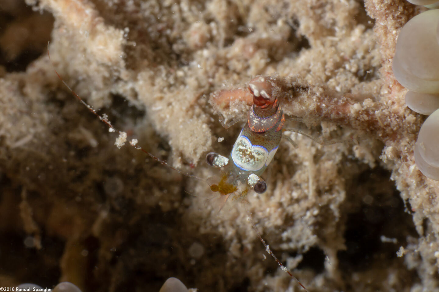 Thor amboinensis (Squat Shrimp)