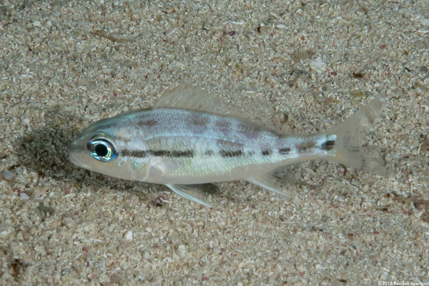 Haemulon flavolineatum (French Grunt)
