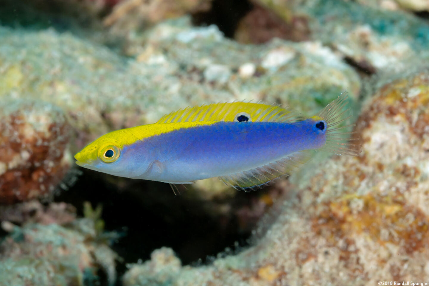 Halichoeres cyanocephalus (Yellowcheek Wrasse)