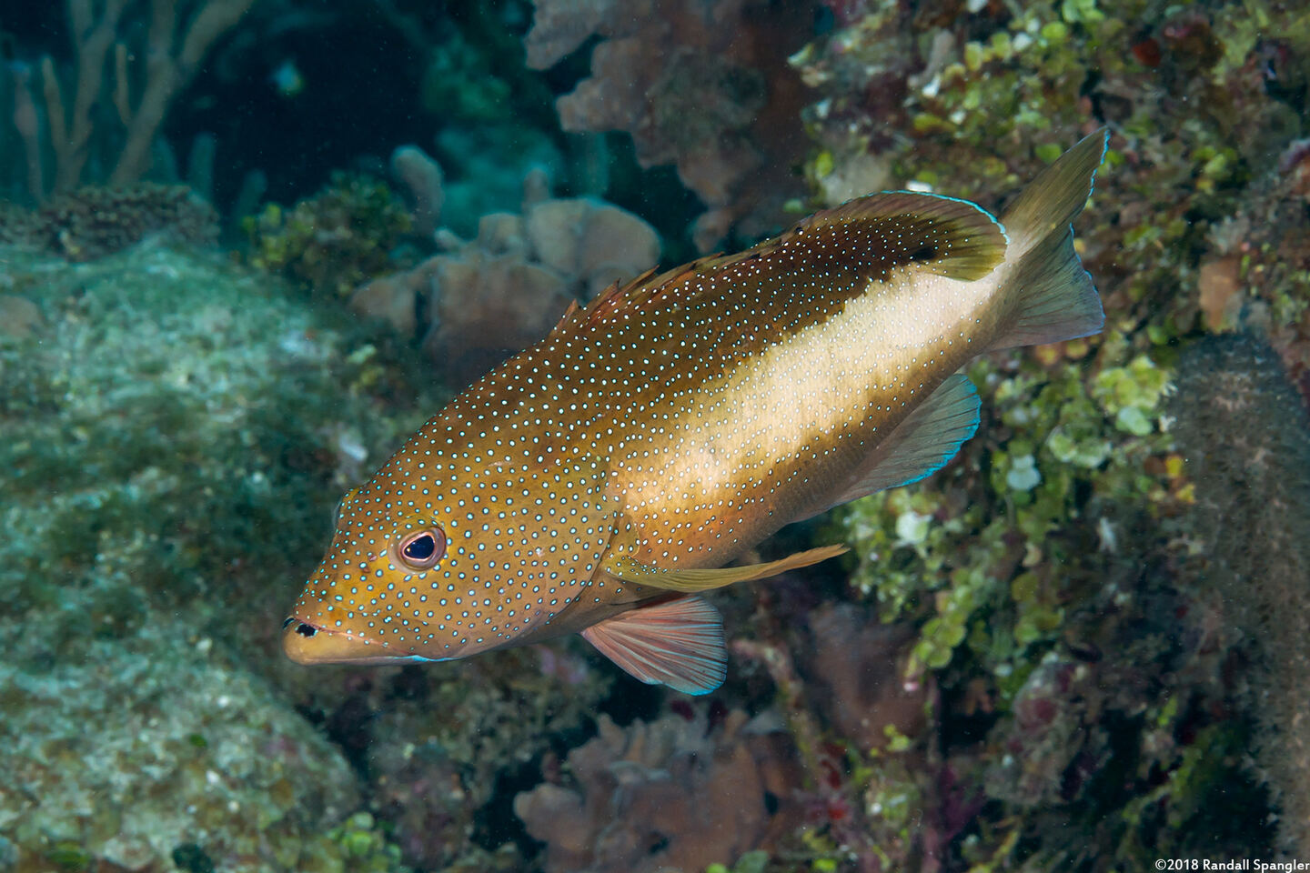 Cephalopholis fulva (Coney)