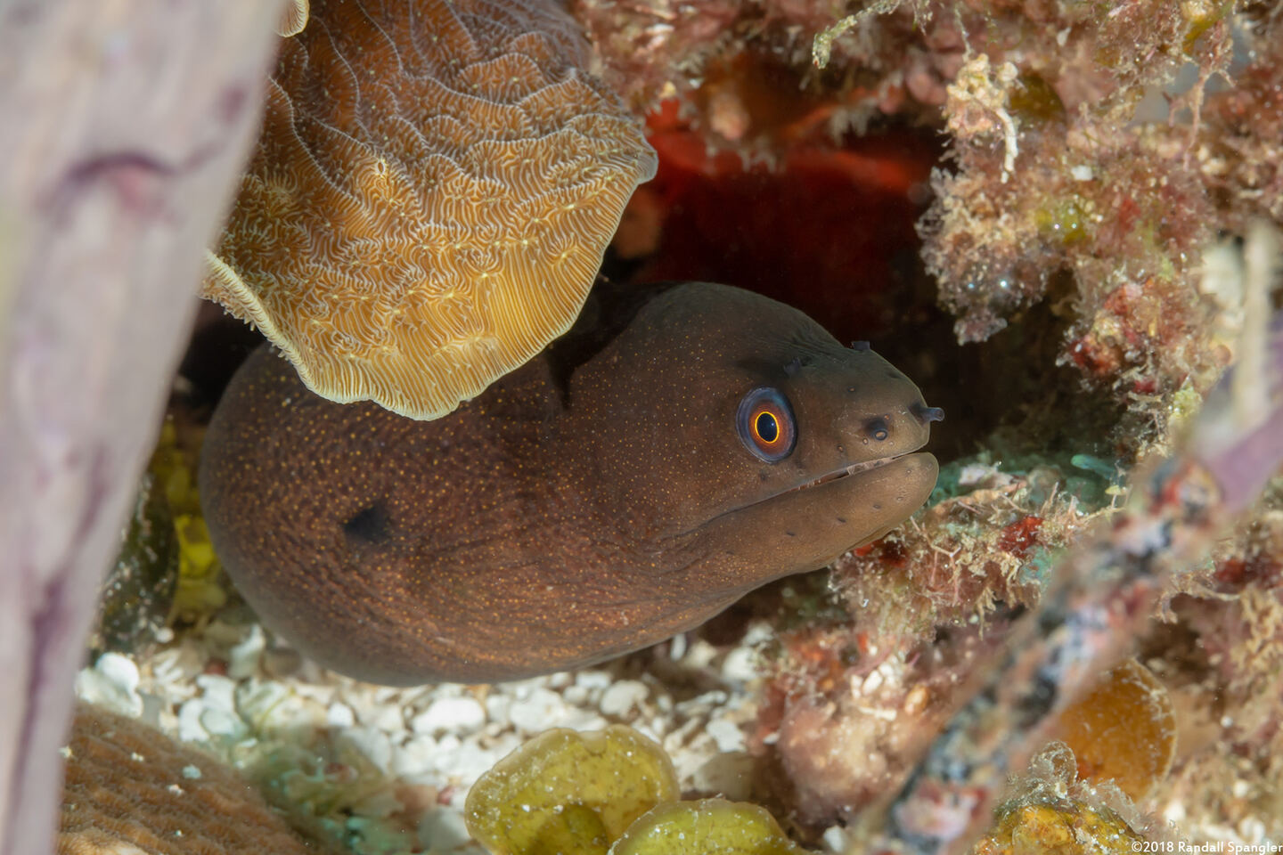 Gymnothorax miliaris (Goldentail Moray)